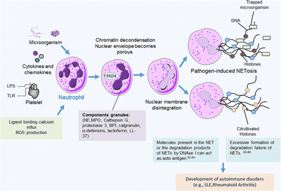Monocytes And Autoimmunity