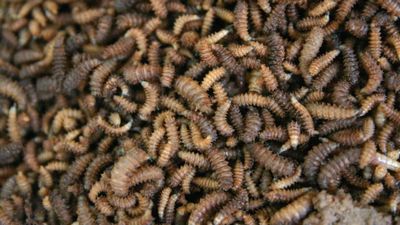 What Are Maggots?